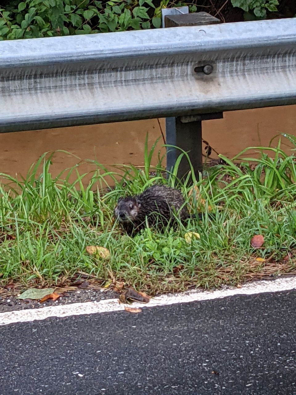 Wet groundhog is sitting by side of road, next to guiard rails. There is aFlooded creek behind the groundhog