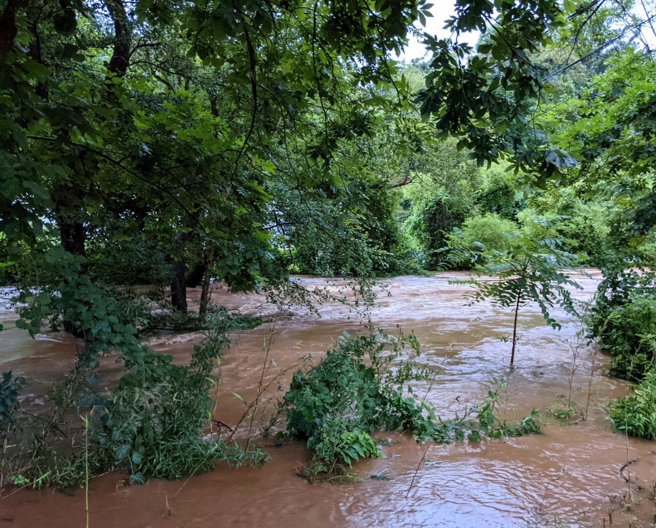 Brown water and greenery